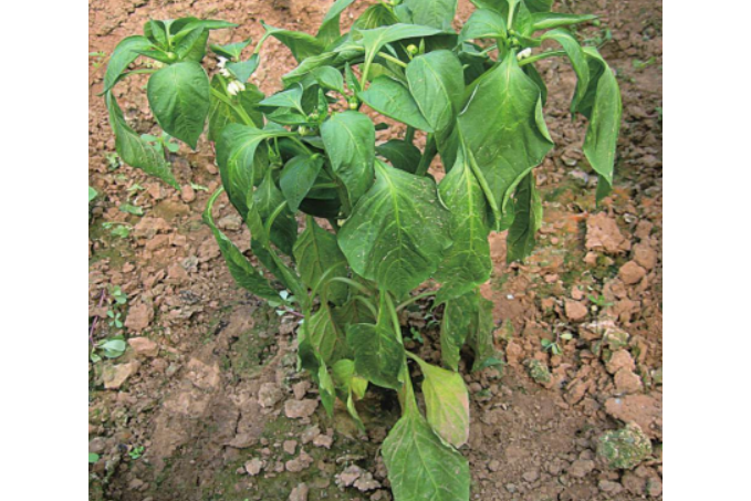 辣椒枯萎病