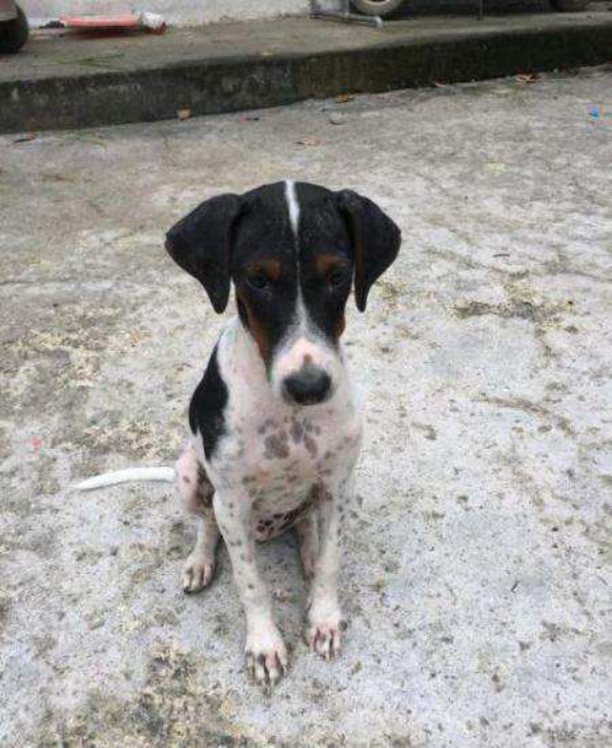 短毛太仓小猎犬，有贵族的傲气，更有拿手的捕猎技术_百科TA说