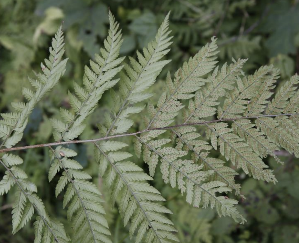  p>华北鳞毛蕨(学名: i>dryopteris goeringiana  /i>(kunze) koidz.