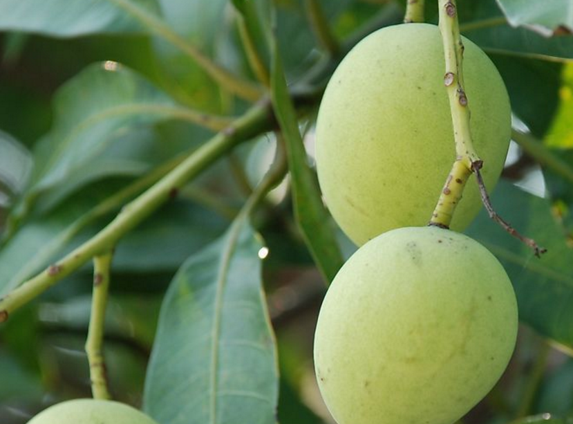  p data-id="gnvfvrohaz">扁桃( i>prunus dulcis /i> (mill.) d. a.