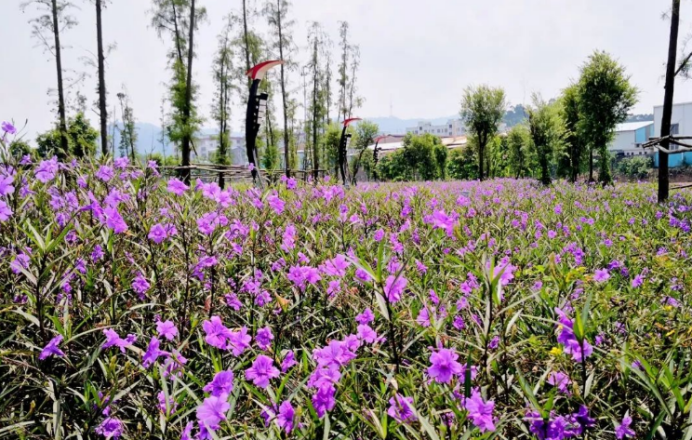 蓝花草 愿与君 日日常见 百科ta说