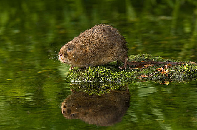 东方田鼠江苏亚种