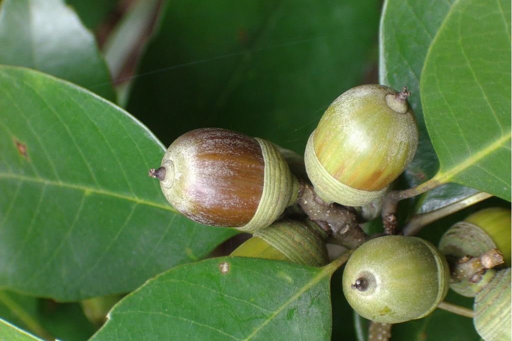 i>cyclobalanopsis edithiae /i>(skan) schottky)是壳斗科青冈属植物