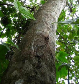 米老排广西031家系