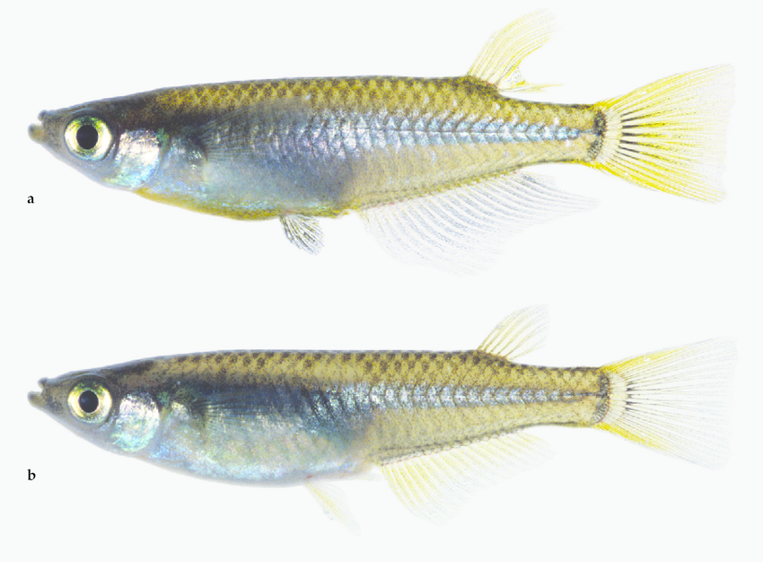  p>青鳉(学名: i>oryzias latipes /i>)是青鳉科,青鳉属鱼类.