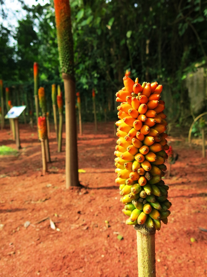  p>疣柄魔芋(学名: i>amorphophallus virosus /i> n. e.