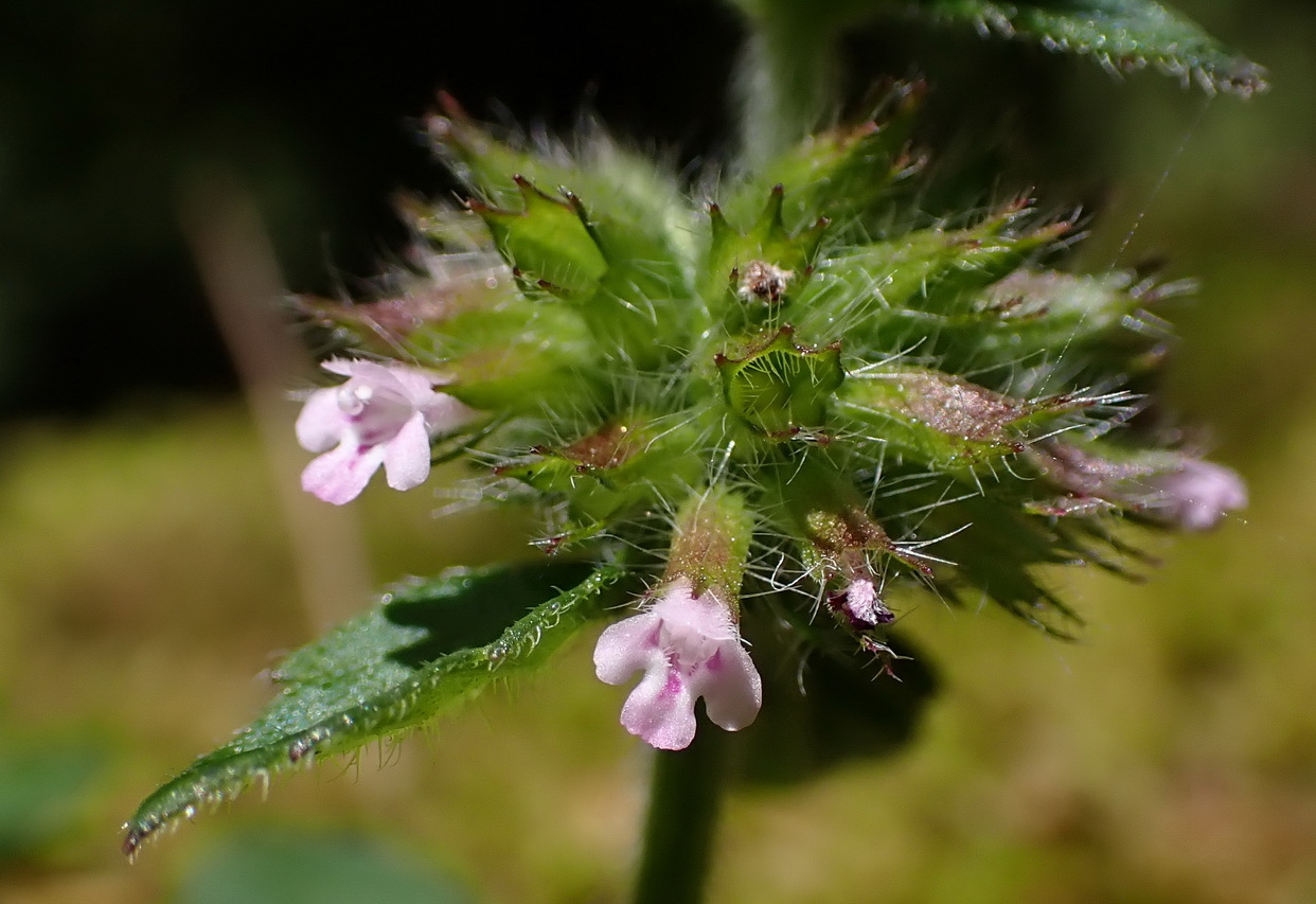 kuntze)是唇形科风轮菜属多年生草本植物,高1米.