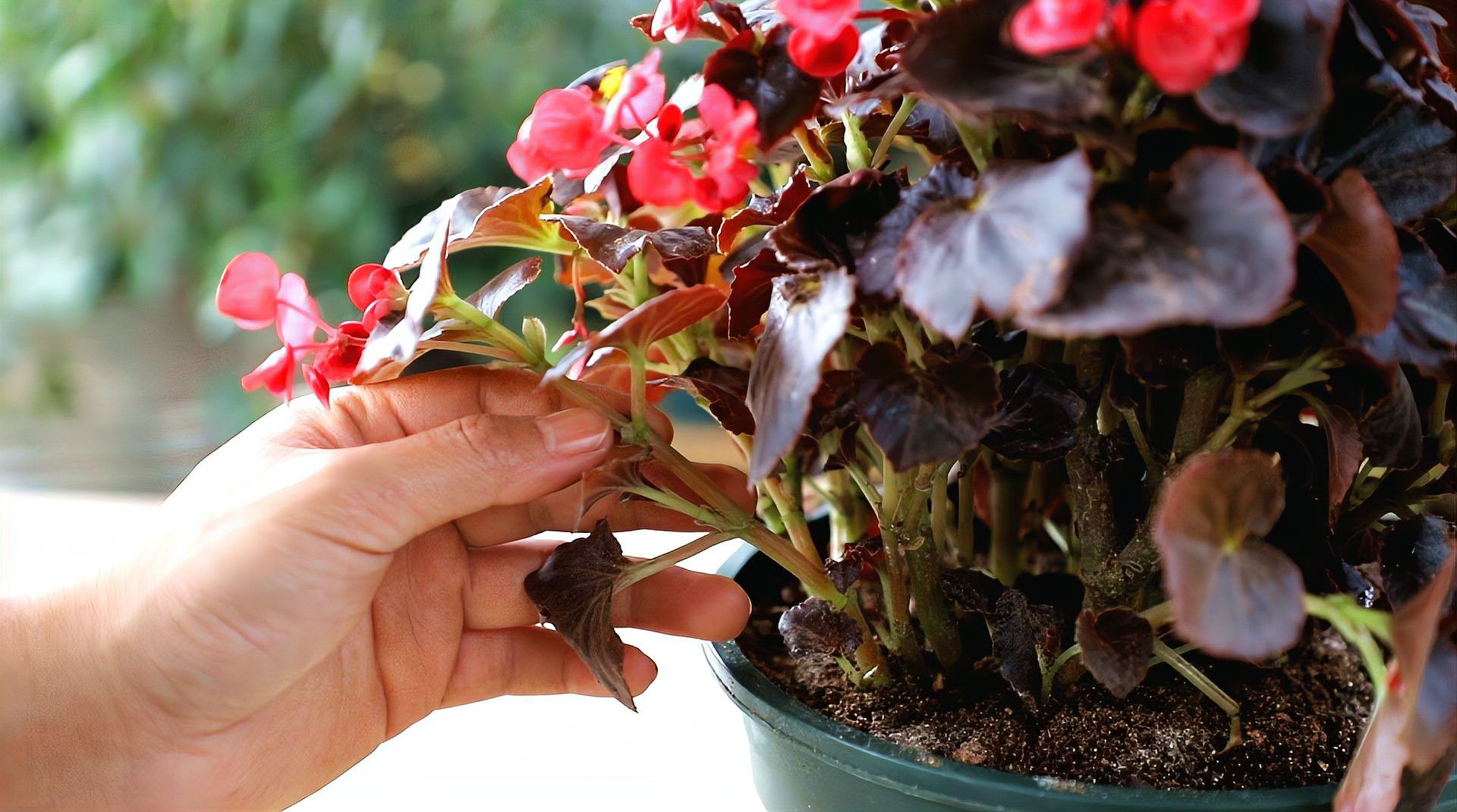 海棠 蔷薇科苹果属植物 百度百科