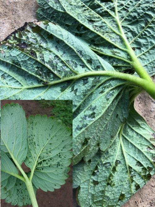 草莓细菌性角斑病