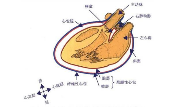 心包