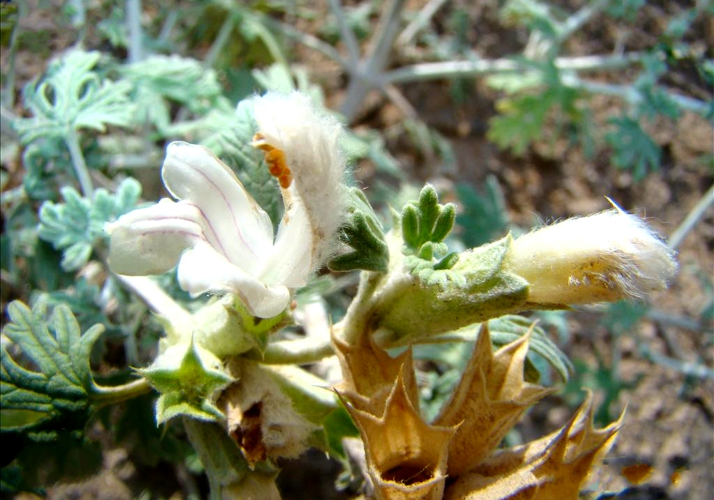 panzeria alaschanica kuprian.