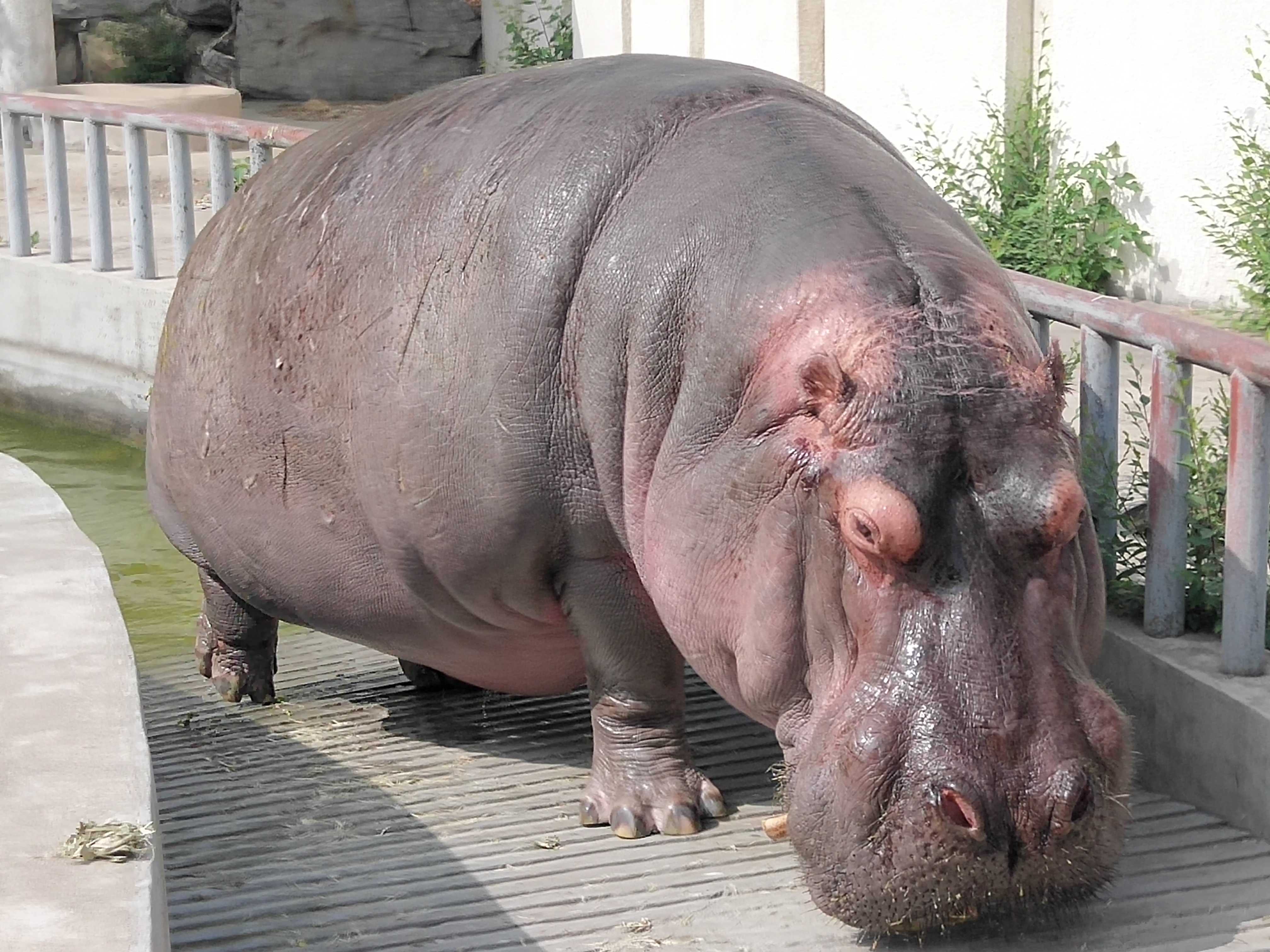  p>河马科 hippopotamidae偶蹄目的 1科.共有2属2种.