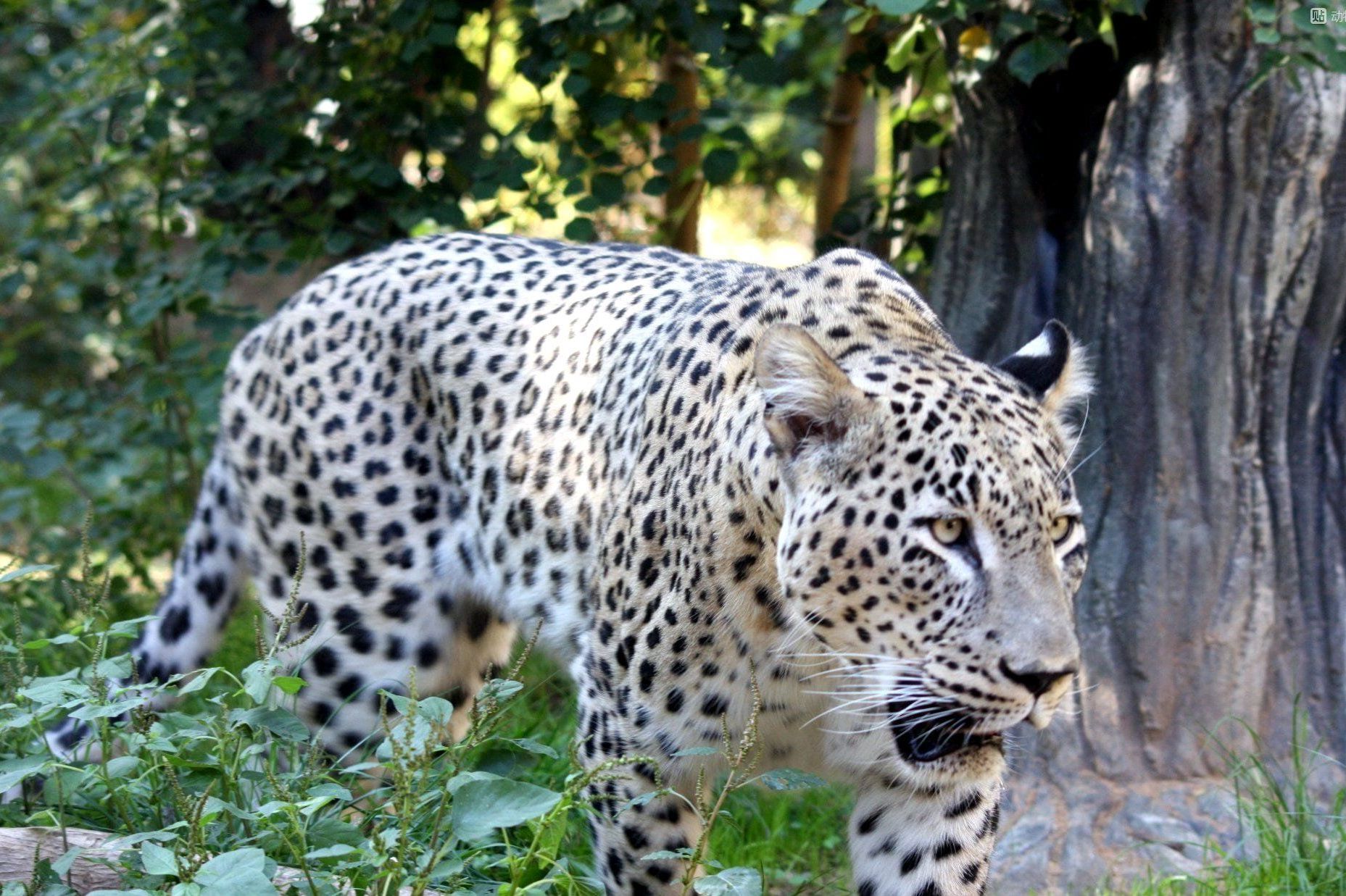  p>波斯豹(学名:panthera pardus saxicolor)是众多豹亚种中体形最大