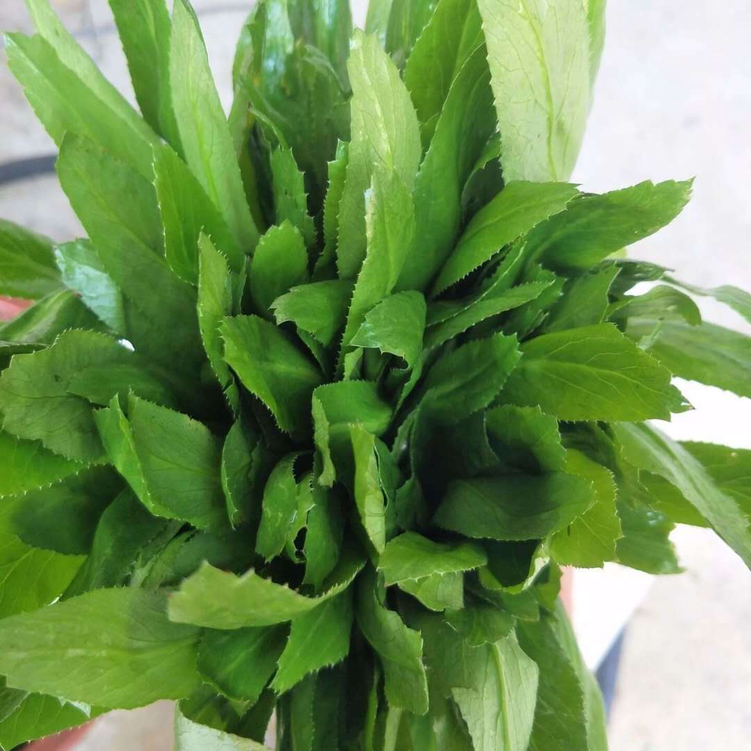 缅芫荽