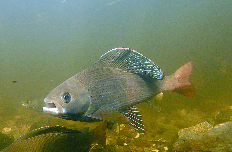  p>北极茴鱼(学名: i>thymallus arcticus /i>):是茴鱼科,茴鱼属的