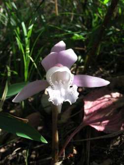 独花兰（兰科独花兰属植物）_百度百科