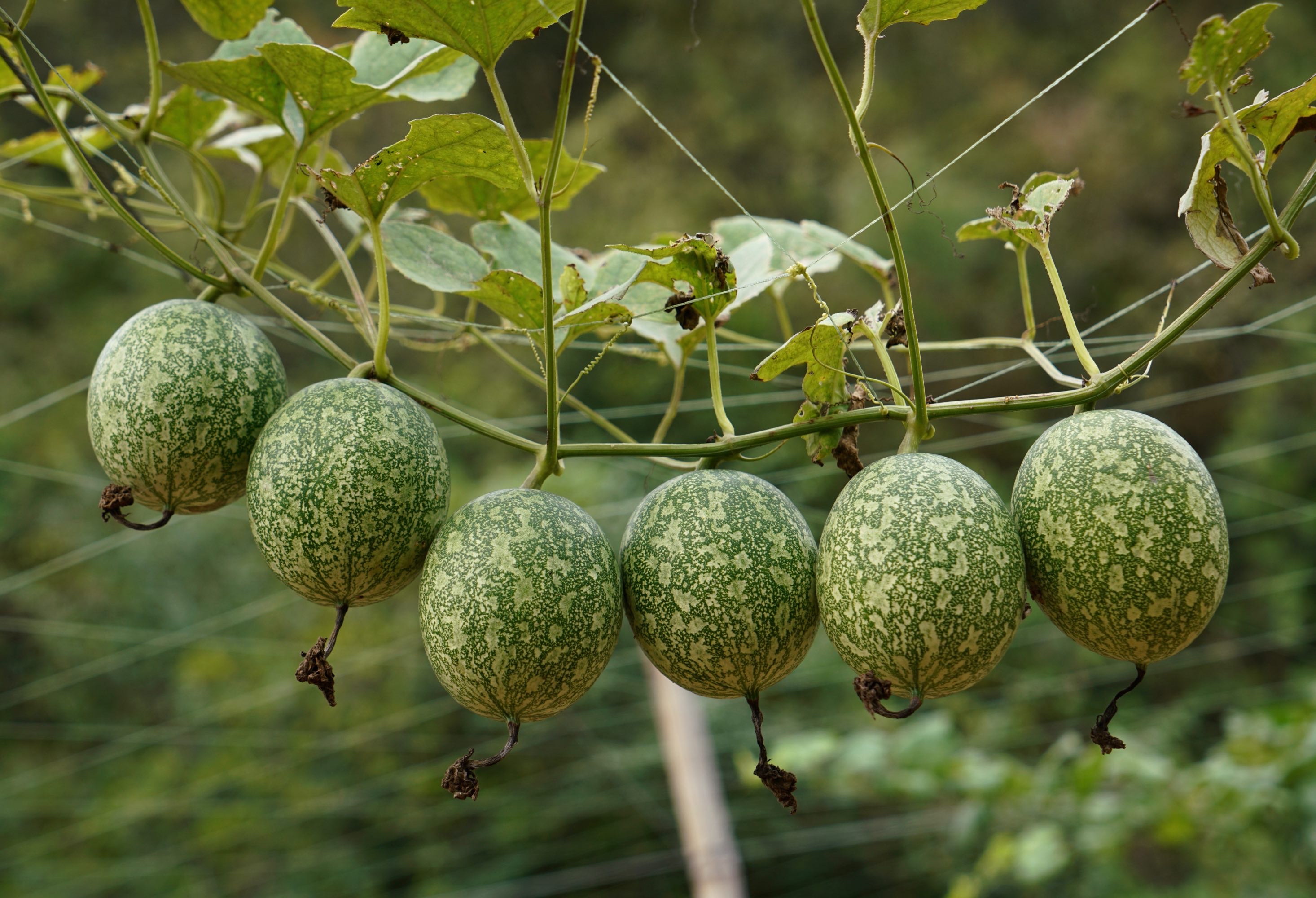  p data-id="tzbibpqjvczu">非洲吊瓜,紫葳科吊灯树属的大乔木吊瓜树