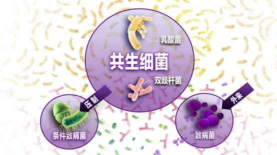 是什么同时左右了你的大脑和大便？_百科TA说