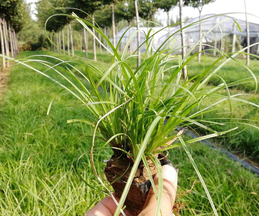 八脉苔草