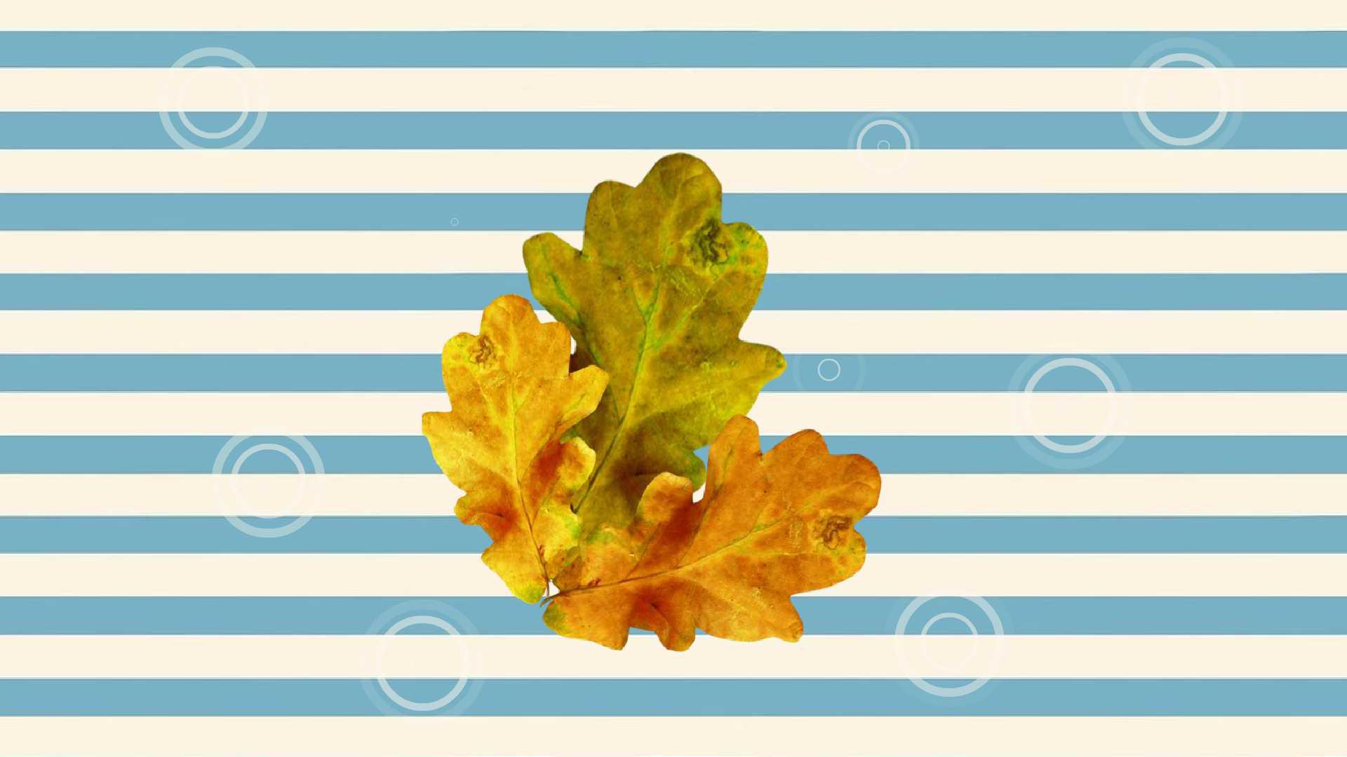 地菜子:人们喜爱的可食用野菜