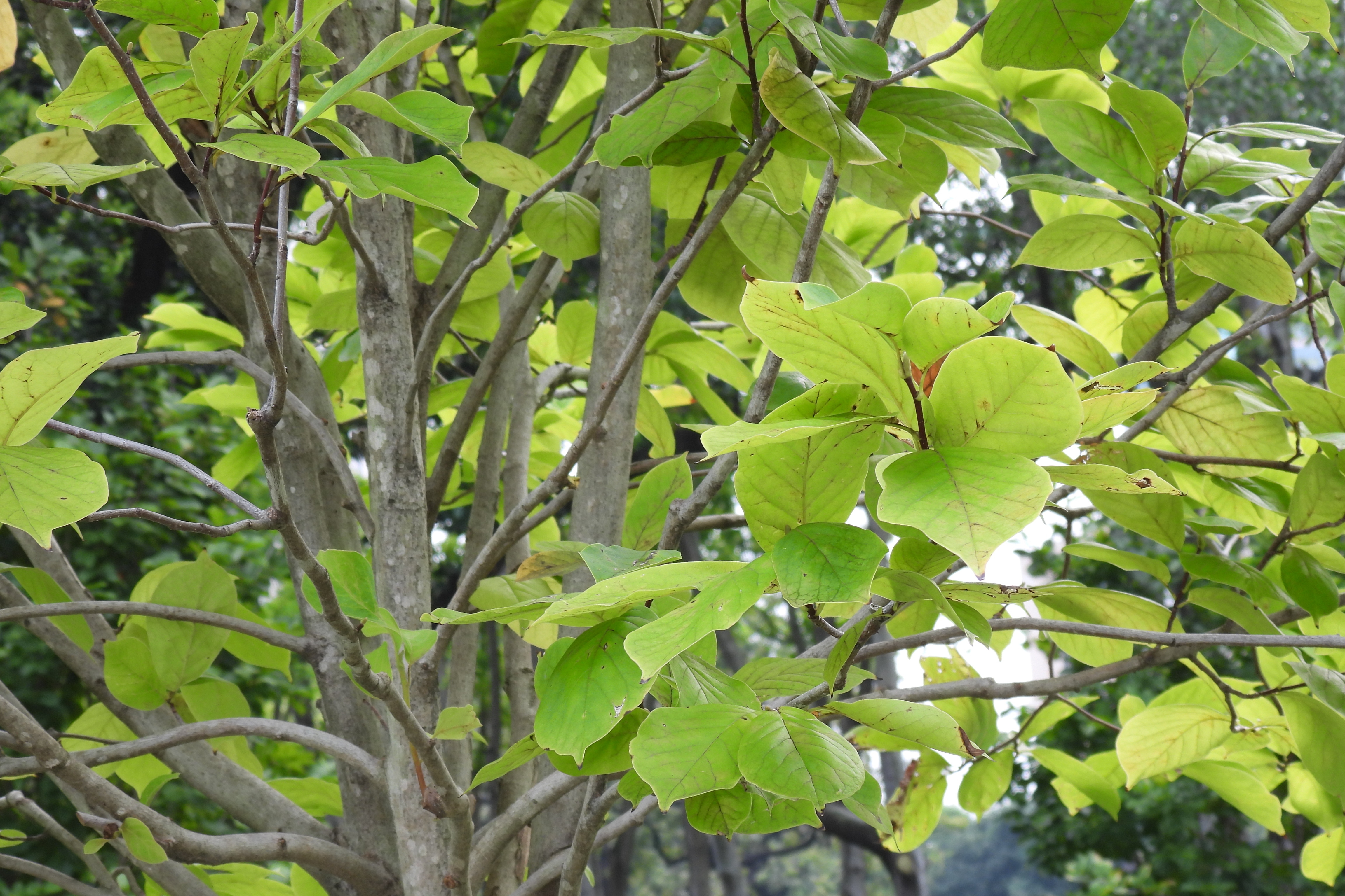 bod.) d. l. fu),是木兰科玉兰属落叶小乔木植物.