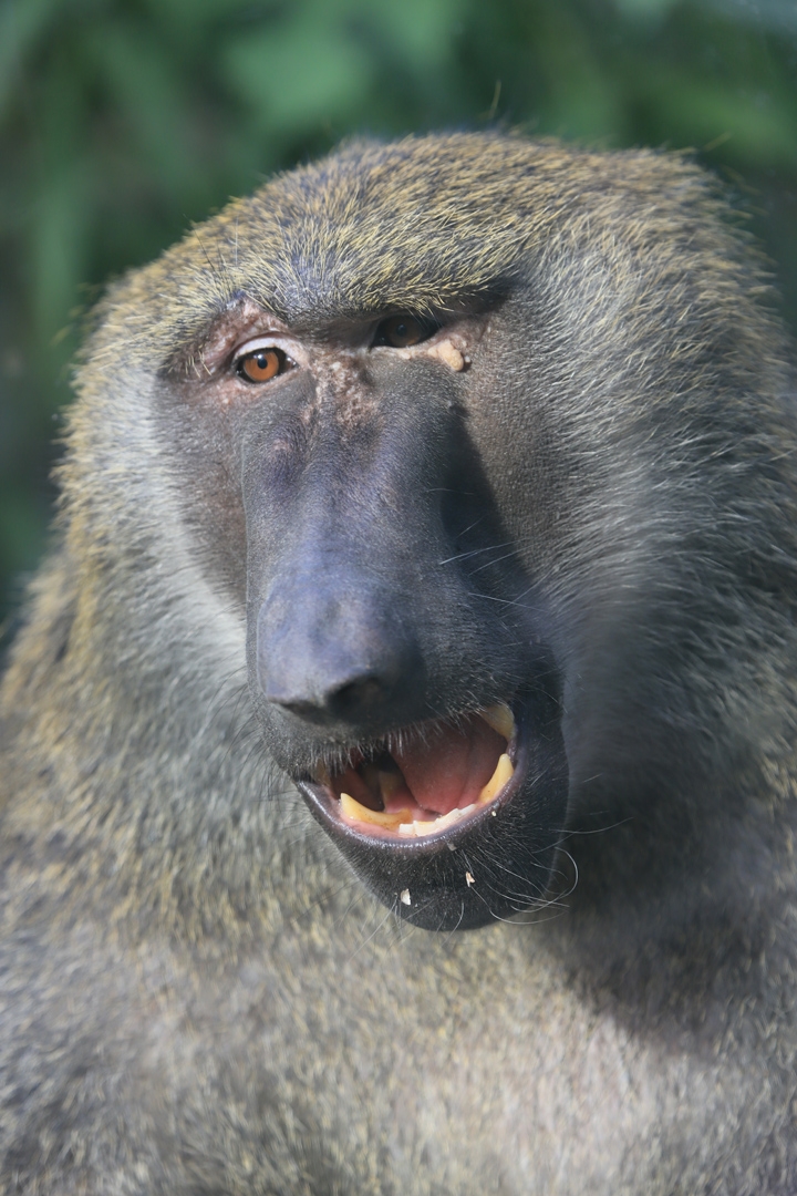  p>狒狒(学名: i>papio /i>):灵长目 a target="_blank" href="/item