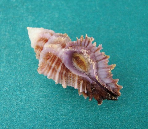 小巴克来芭蕉螺