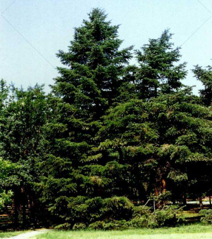 世界五大公园树之异叶南洋杉_百科TA说