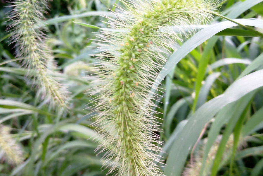  p>锋芒草(学名: b>tragus /b>&nbsp; b>mongolorum /b>&nbsp