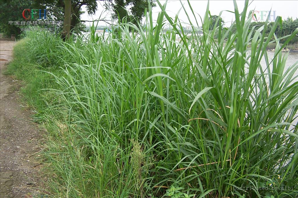  p>象草(学名: i>pennisetum purpureum /i> schum.