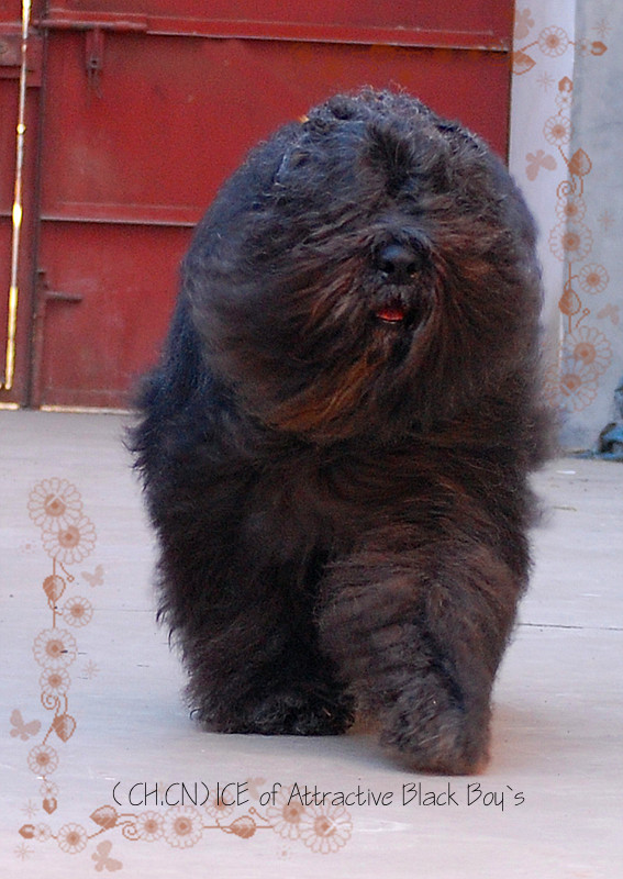 法兰德斯牧牛犬