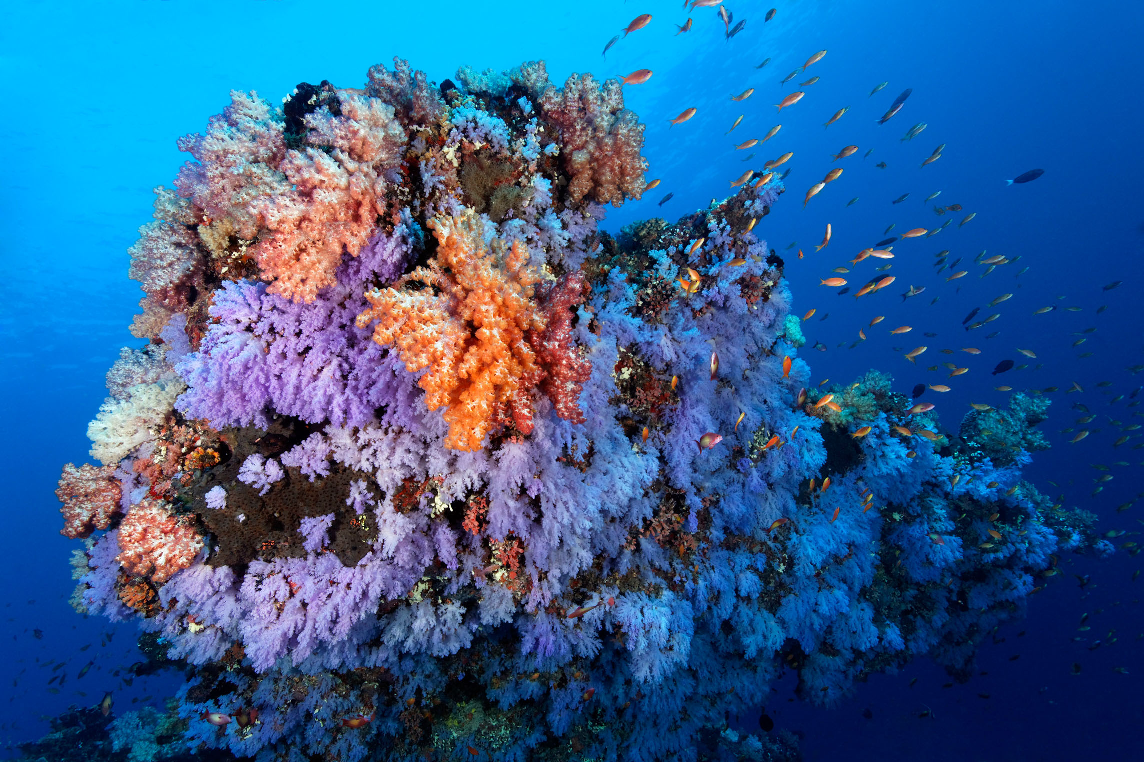 重庆汉海海洋公园