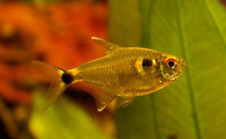 是 a href="#" data-lemmaid="5050992">灯笼鱼目 /a>灯笼鱼亚目的1科