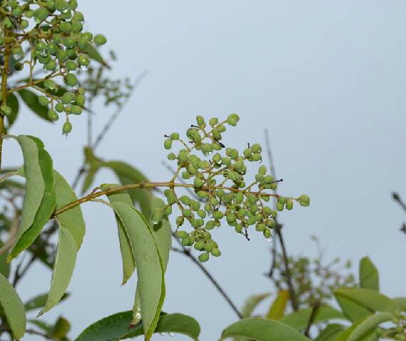  p>长叶女贞(学名: i>ligustrum compactum /i> (wall. ex g.