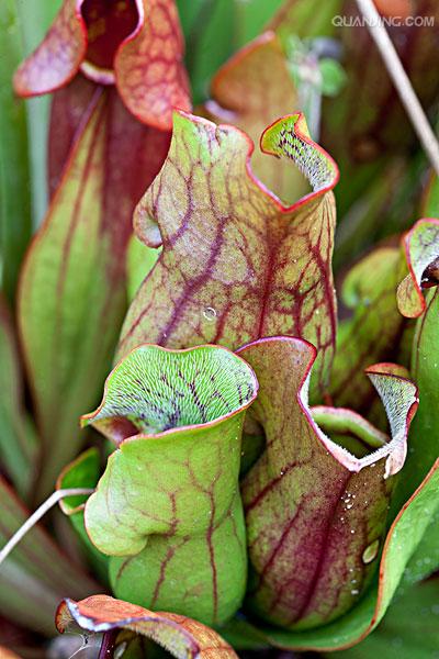  p>紫瓶子草(学名:sarracenia purpurea)是 a href="#">多年生草本 /a