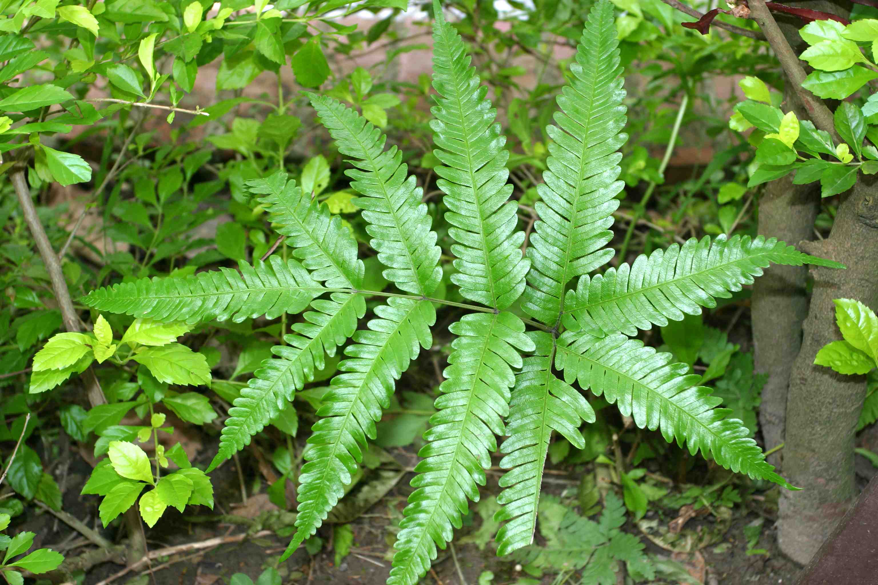  p>凤尾蕨(学名: i>pteris cretica l. var. nervosa /i>  (thunb.