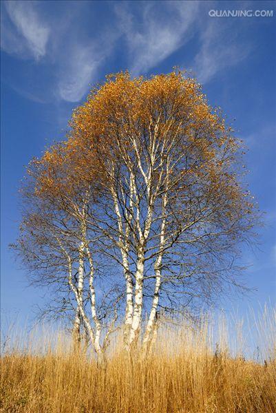  p>桦树是桦木属植物的通称.