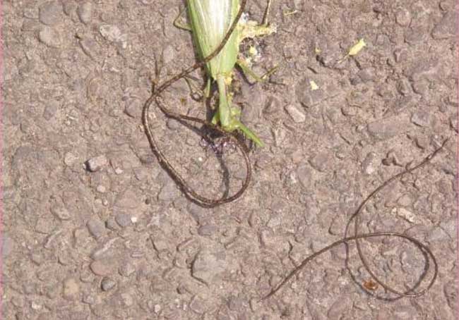 von stebold,1843)又名发形蛇(hair snake),亦称毛细线虫(hairworm)或