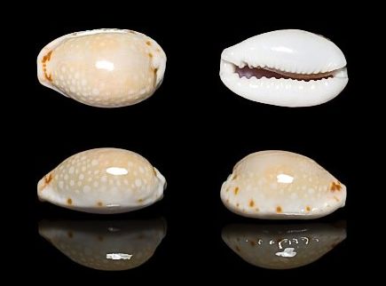  p>梨皮宝螺(学名:erosaria labrolineata labro