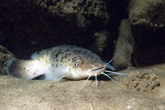  p>电鲶,学名:malapterurus electricus.