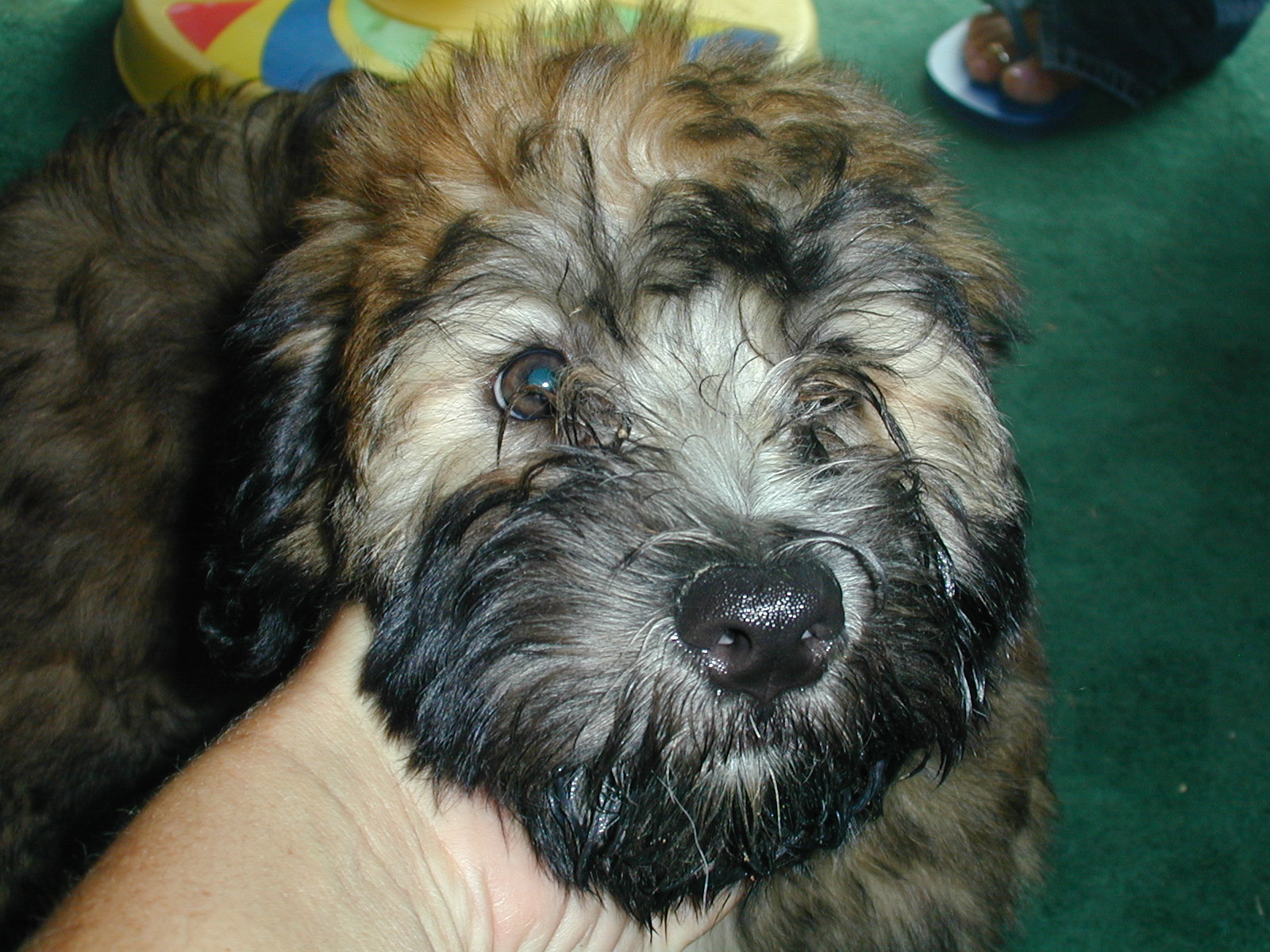 是爱尔兰最古老的梗犬.它的英文名称为:soft-coated wheatenterrier.