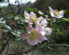 钝叶蔷薇 植物 百度百科