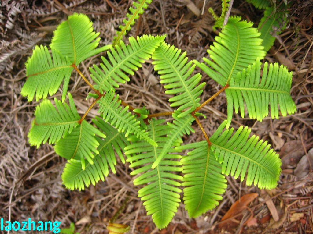  p data-id="gnbaqe02n5">陆生植物,有长而横走的根状茎,具原始中柱