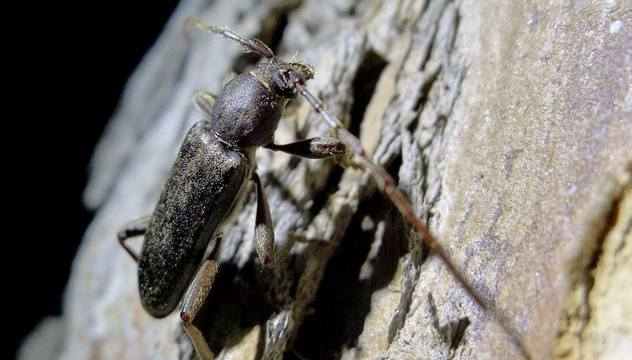 data-lemmaid="6263256">天牛科 /a>( cerambycidae),天牛亚科 茸天牛