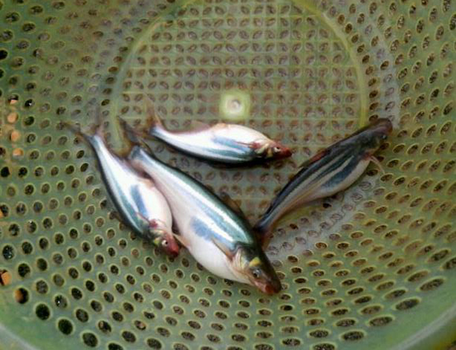  p data-id="tivpvugtdb5e">淡水白鲨是鲶形目芒科圆腹芒属鱼类,别名