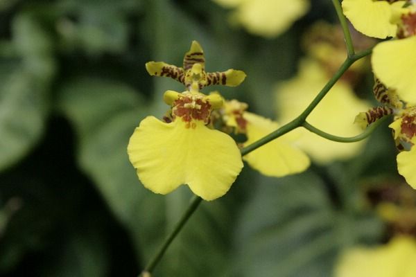  p>牛角兰属(学名:ceratostylis bl.