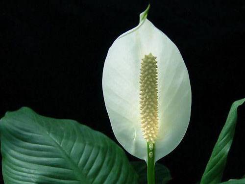  p>银苞芋又称绿巨人,包叶芋,万年青白鹤芋, a href="#">白掌 /a>.