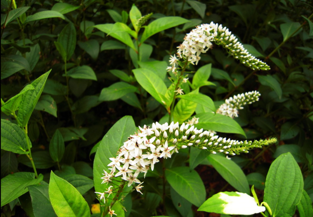 smilax nipponica miq.[s.herbacea l.var. nipponica