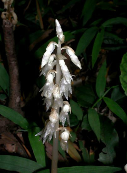  p>虎舌兰(学名: i>epipogium roseum /i>  (d. don) lindl.