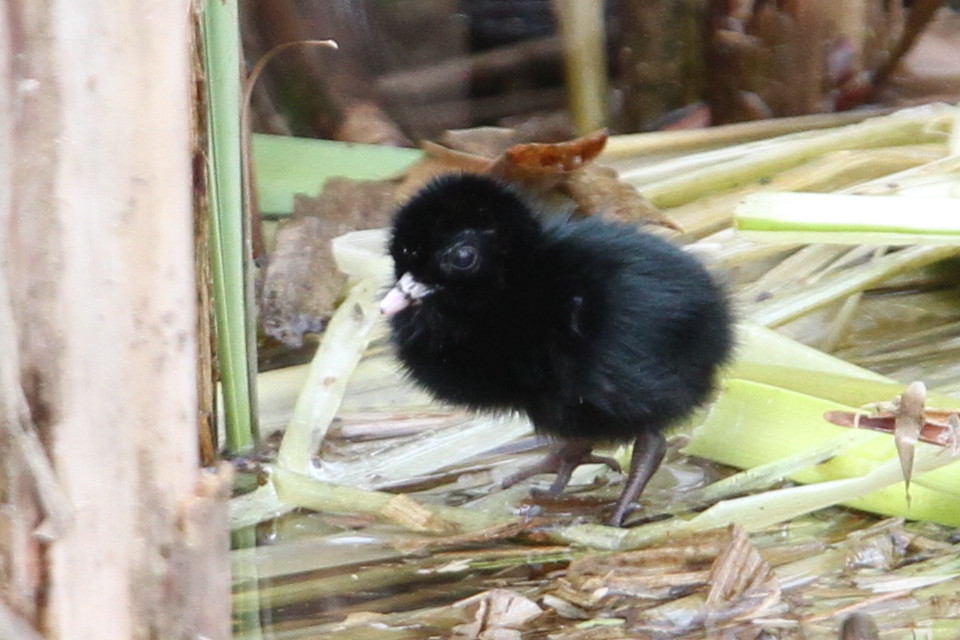  p> a target="_blank" href="/item/维吉尼亚秧鸡/11197648" data